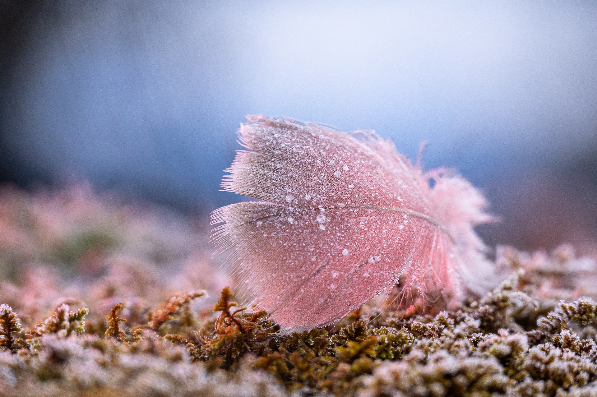 2 Couleur P Michel.jpg